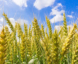 小麥鎮壓原因是什么？小麥鎮壓怎么做？